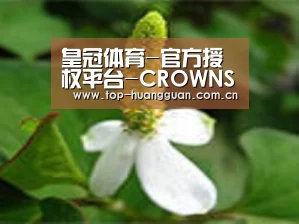 产品名称三